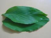Turmeric Leaf Benefits